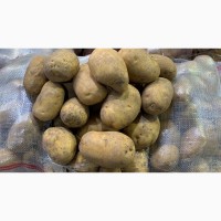 Продам картофель сорт Акриа