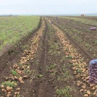 Картофель чипсовый новый урожай(Контрактация на 2022г)