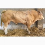 Продам: Белая Аквитанская мясная порода из Франции (животные, эмбрионы, семя)