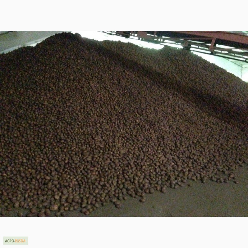 Фото 3. Продаём картофель сортов Ароза и Розара 5+ от производителя