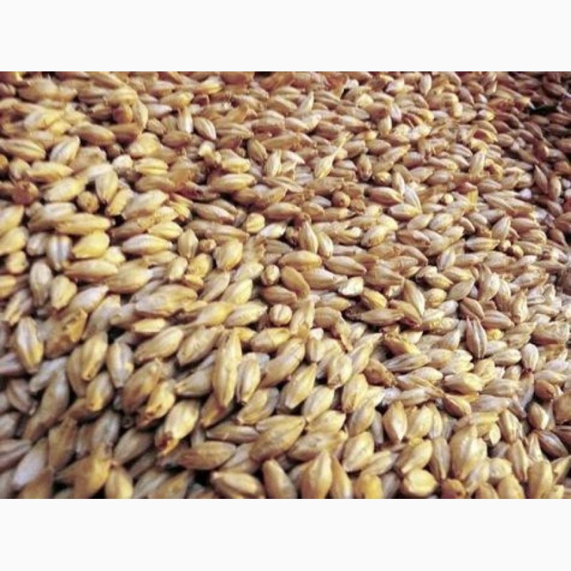 Продам/ ячмень фуражный и прочее зерно в Тверской области — Agro .