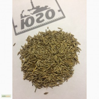 Семена Райграса пастбищного ВИК-66 РС2