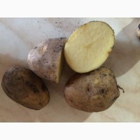 Продам семенной картофель сорт гала