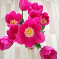 Тюльпан сорта Barcelona Beauty от 26 р со склада в Новосибирске