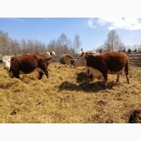Коровы и телята породы Герефорд