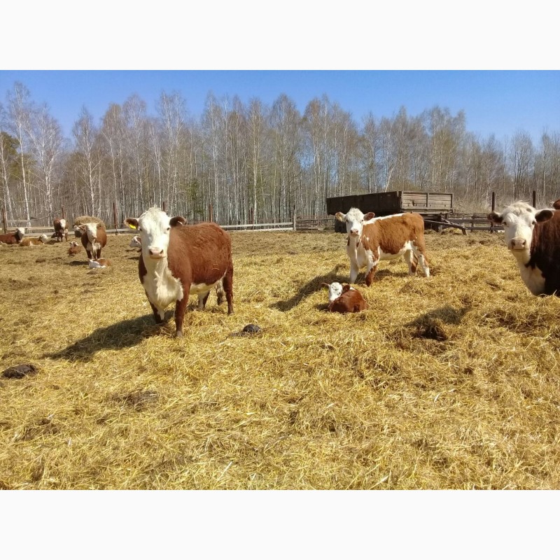 Фото 3. Коровы и телята породы Герефорд