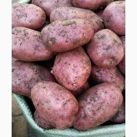 Молодой картофель 2018 оптом, сорт Ред Скарлет