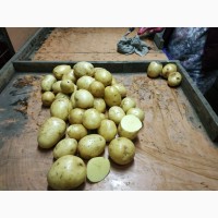 Картофель оптом от производителя 5+ урожай 2018