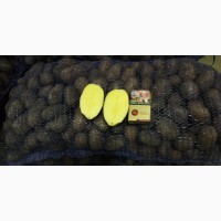 Картофель оптом от производителя 5+ урожай 2018