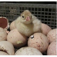 Инкубационное яйцо индюков БИГ6 (BUT)