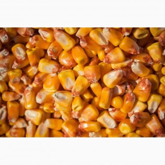 Кукуруза для пищевых производств