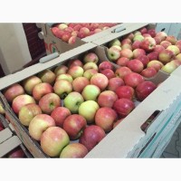 Яблоки оптом в Краснодарском крае от производителя
