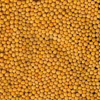 Продаем семена горчицы желтой Сарепская