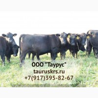 Продажа КРС племенных бычков Абердин-Ангусской породы