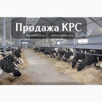 Продажа КРС по России Молочные нетели КРС