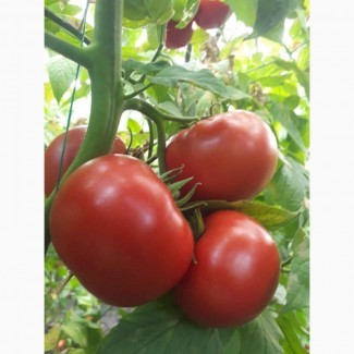 Продаём помидоры (пр-во Турции)