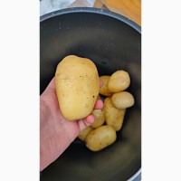 Картофель оптом 6+от производителя 32 руб./кг