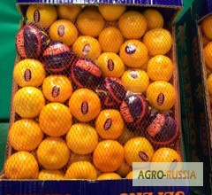 Фото 2. Прямая поставка мандарин от производителя