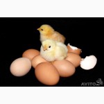 Инкубационное яйцо. Птицеферма Chiken House