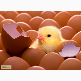 Инкубационное яйцо кур-несушек породы Хайсекс Браун