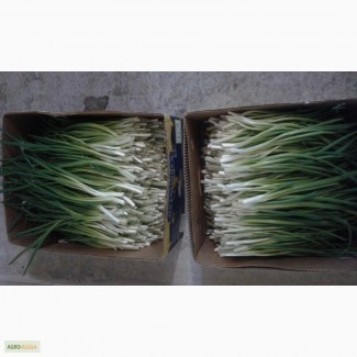 Выращиваем и продаем свежий зеленый лук