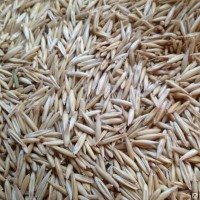 Фуражное зерно с доставкой по Ярославской области