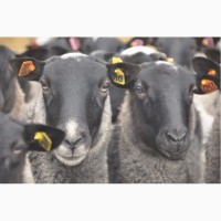 Овцы и бараны романовской породы - племенные