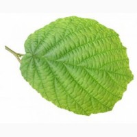 Лещина лист (оптом от 5кг)