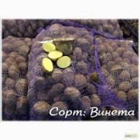 Картофель сорт Винета