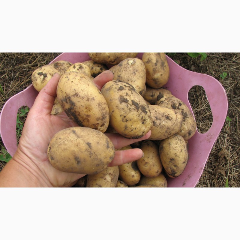 Колетте картофель характеристика отзывы