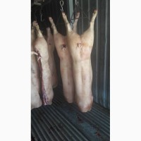 Свинина 160 р./кг