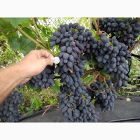 Виноград сортовой- черенки