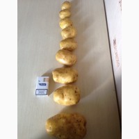 Купим картофель из России, Белоруссии, Молдовы и других стран