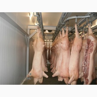 Свинина мясо - на экспорт