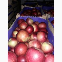 Яблоко производство Сербия