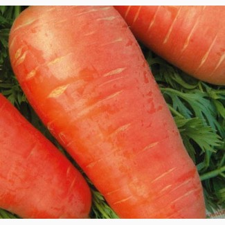 Продам семена моркови Кардоба F1 (100000)фр.1, 6-1, 8
