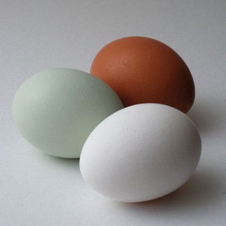 Инкубационное яйцо с Генофонда