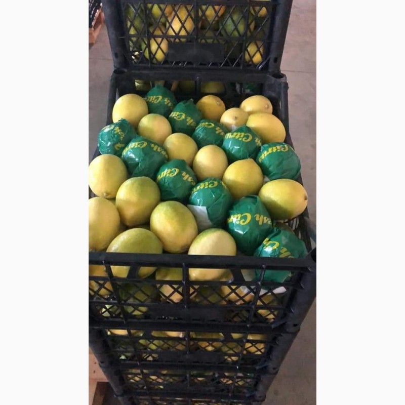 Фото 2. Лимоны, мандарины, апельсины. Цитрусовые из Турции