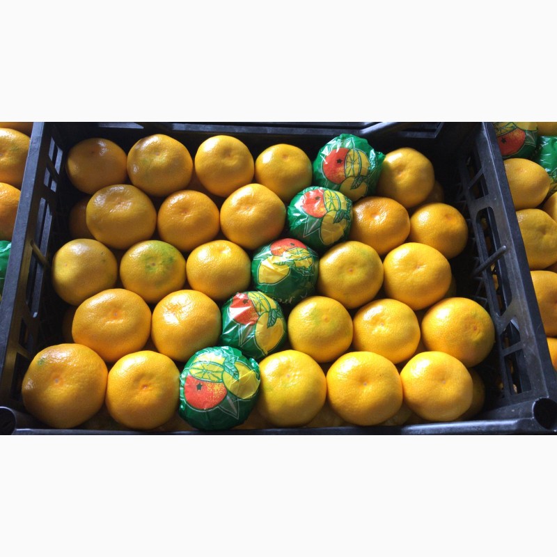 Фото 4. Лимоны, мандарины, апельсины. Цитрусовые из Турции