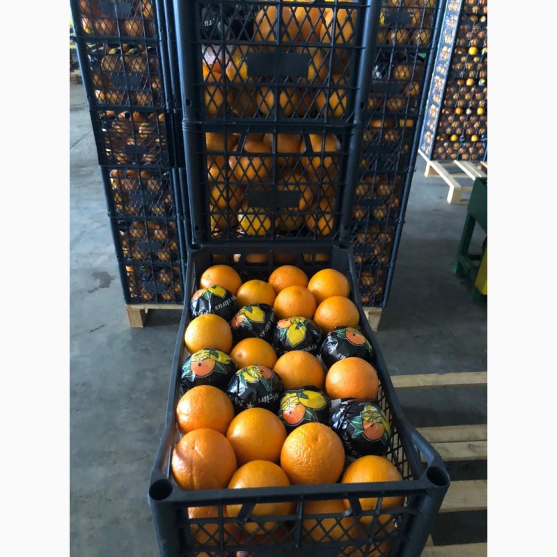 Фото 5. Лимоны, мандарины, апельсины. Цитрусовые из Турции