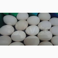 Яйцо. Инкубационное яйцо уток и индоуток