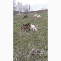 Продаются высокоудойные козы и козлята для личного хозяйствав
