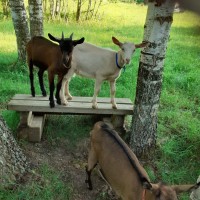Продаются высокоудойные козы и козлята для личного хозяйствав