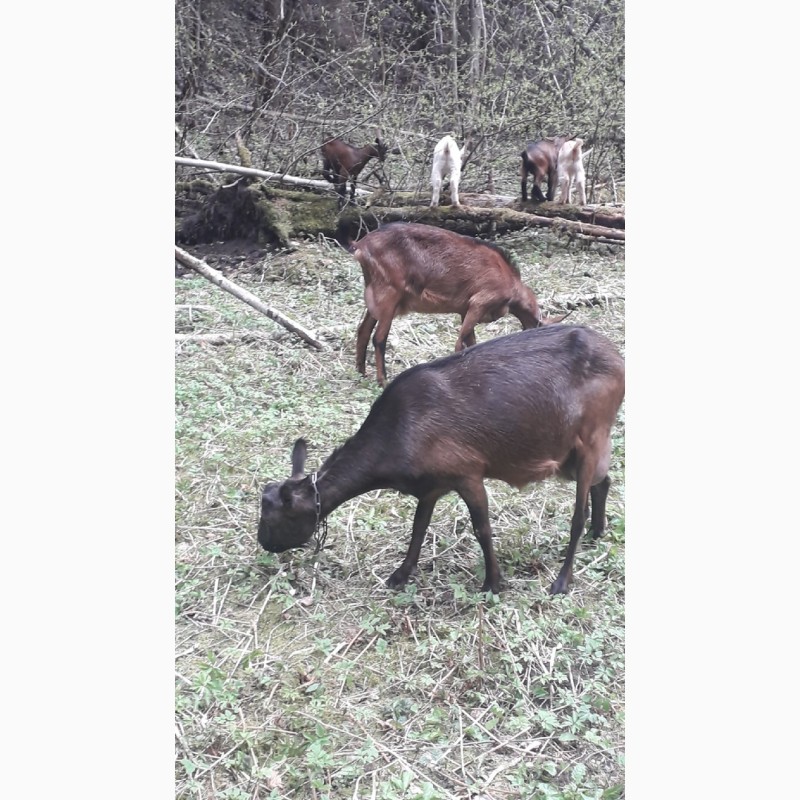 Фото 2. Продаются высокоудойные козы и козлята для личного хозяйствав