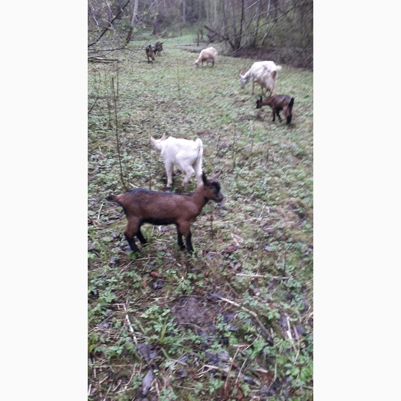 Фото 3. Продаются высокоудойные козы и козлята для личного хозяйствав