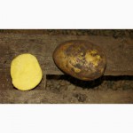 Картофель от производителя