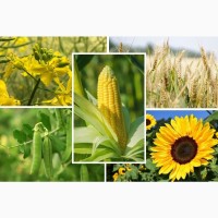 Продаем семена пшеницы, кукурузы, подсолнечника, гороха, рапса нута, сои и др