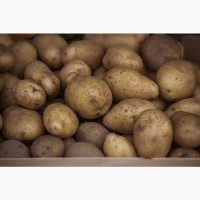 Картофель оптом 5+ от производителя 28р/кг