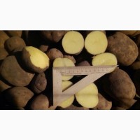 Картофель оптом 5+ от производителя 28р/кг