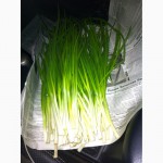 Продам зеленый лук- перо